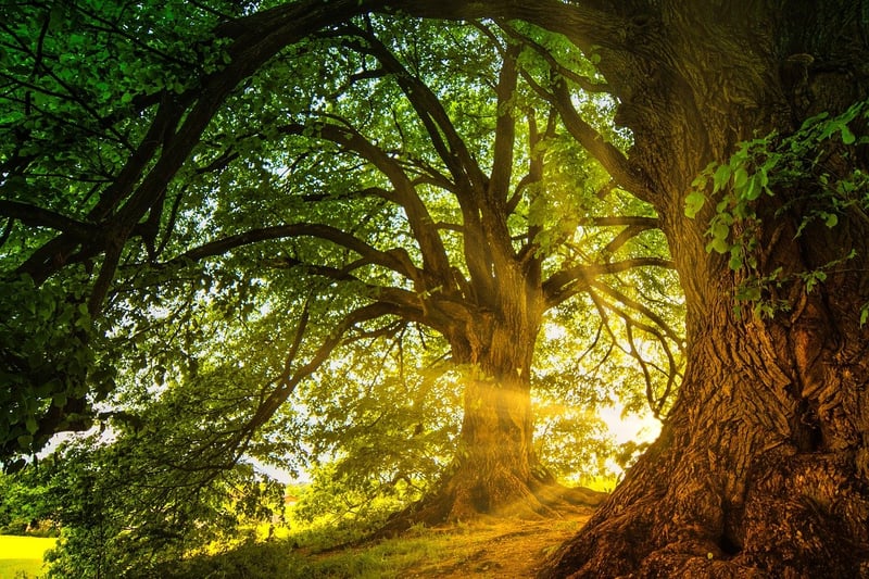 Enchanted Forest Shots