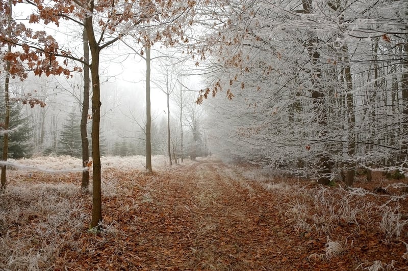 Enchanted Forest